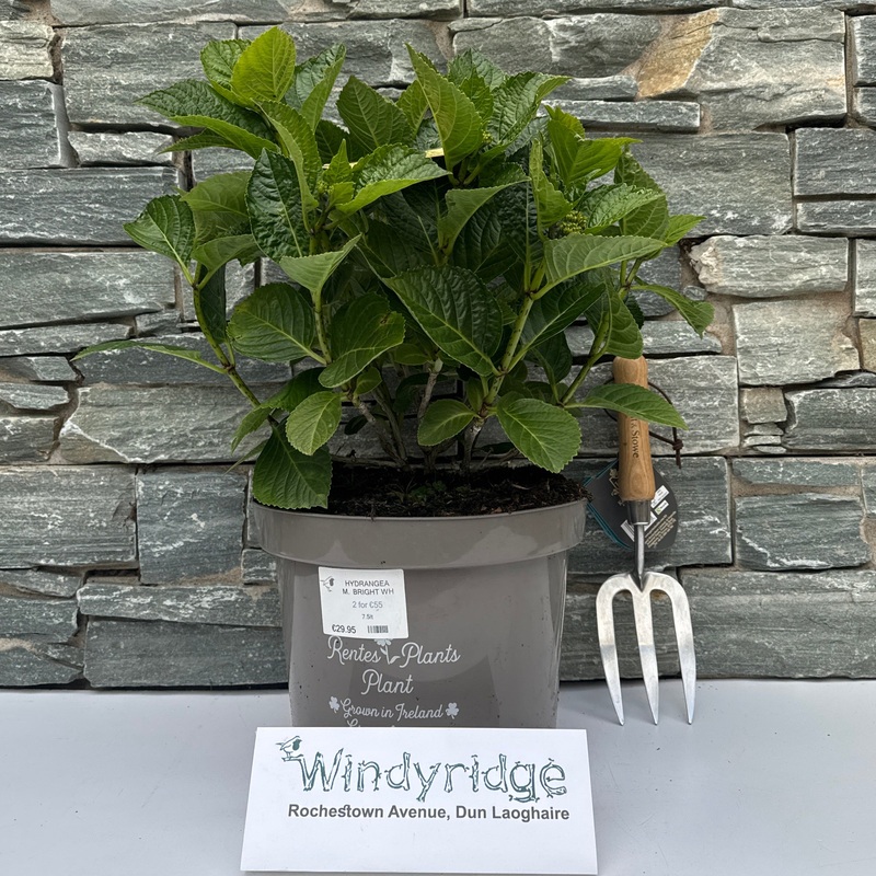 HYDRANGEA M. BRIGHT WHITE