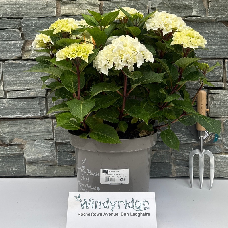 HYDRANGEA M. ICE BOY
