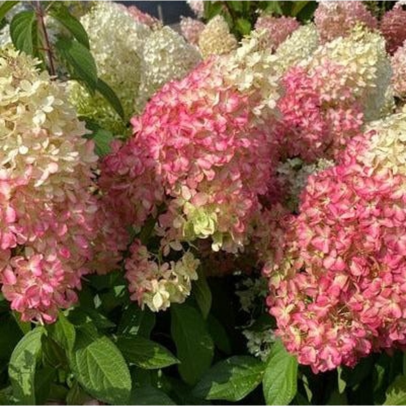 Hydrangea pan. Magical Vesuvio