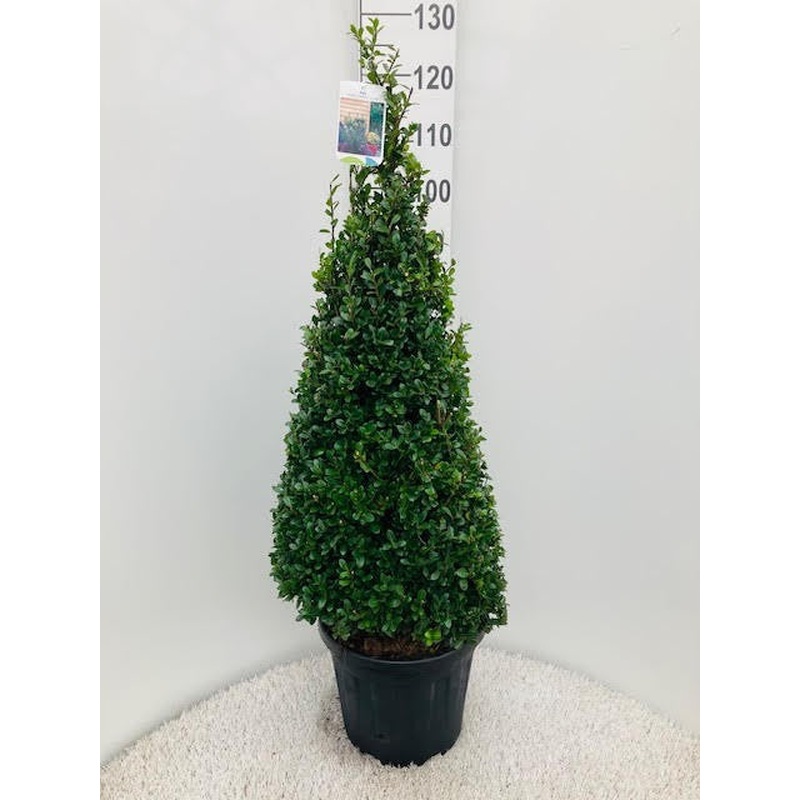 Ilex crenata  Caroline Upright  / 80-90 CM PYR D12