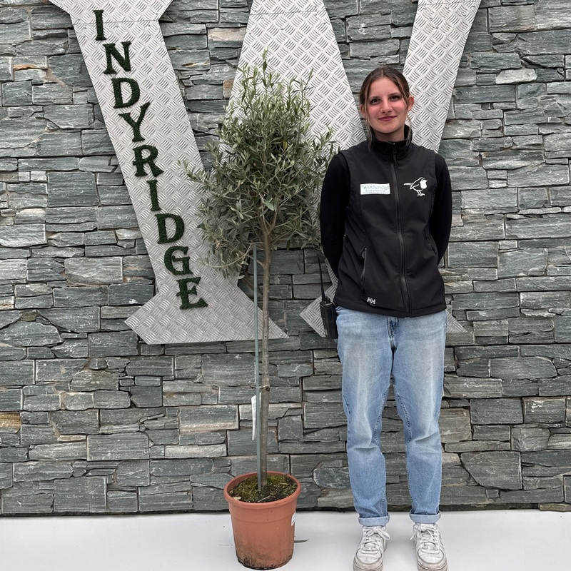 Olive Tree Olea europaea  P27 - STEM