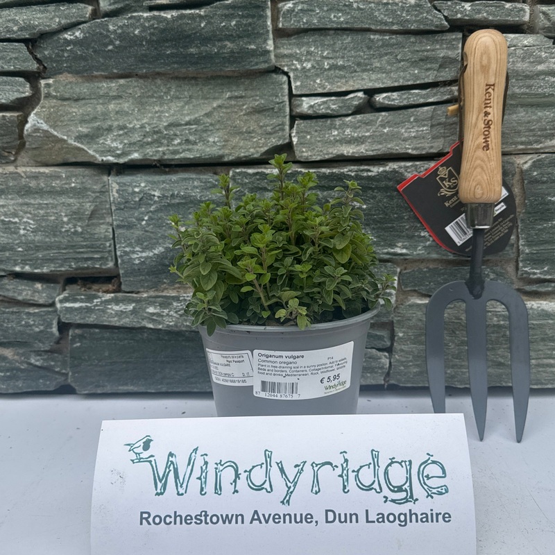 Origanum vulgare  P14