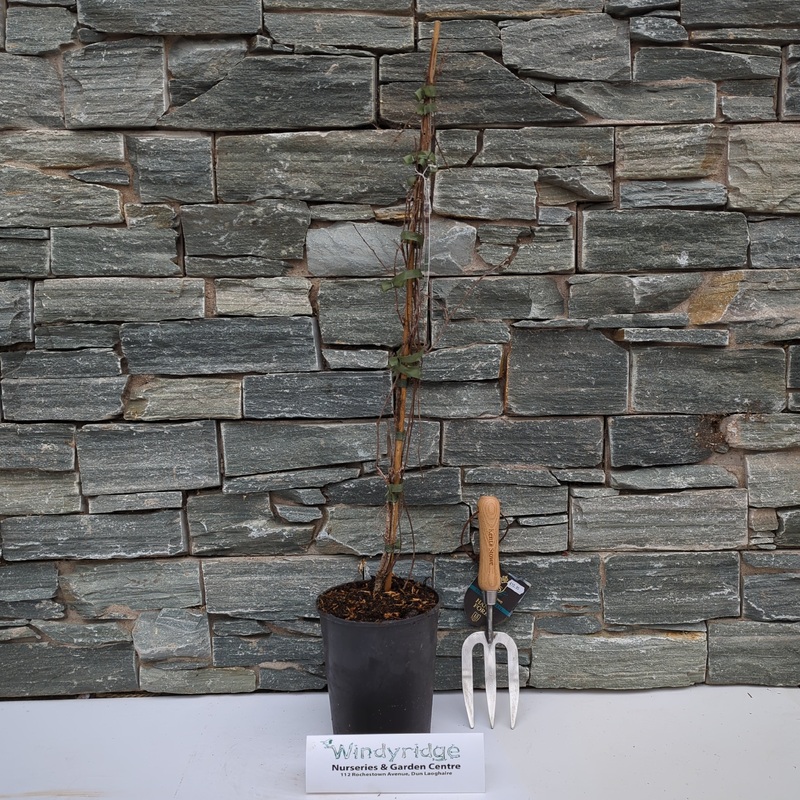 Parthenocissus Veitchii