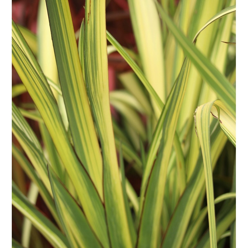PHORMIUM Cream Delight