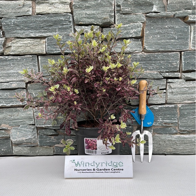 PITTOSPORUM Bannow Bay 3Ltr Pot