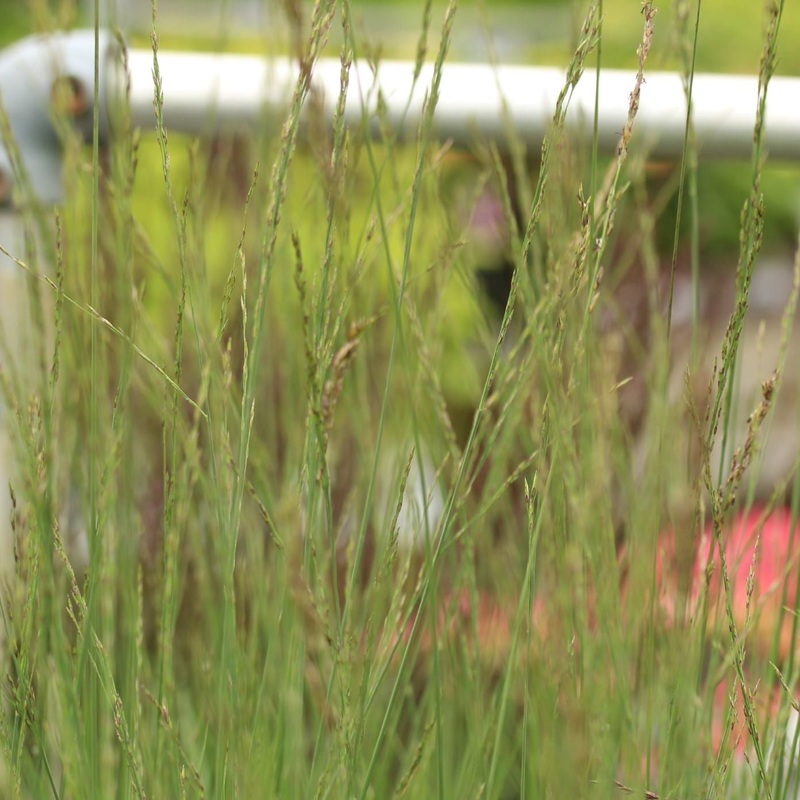 Purple Moor Grass Molinia Caerulea Heidebraut  (2Ltr Pot)
