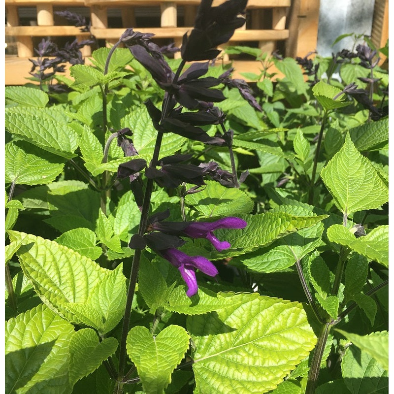 SALVIA Purple & Bloom