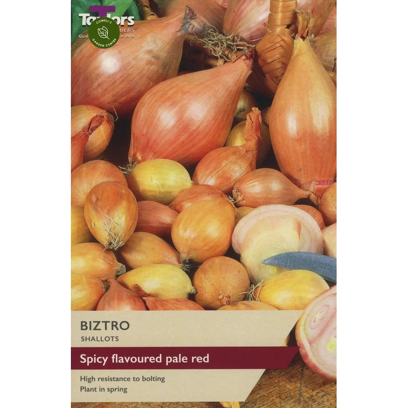 SHALLOT BIZTRO X 12