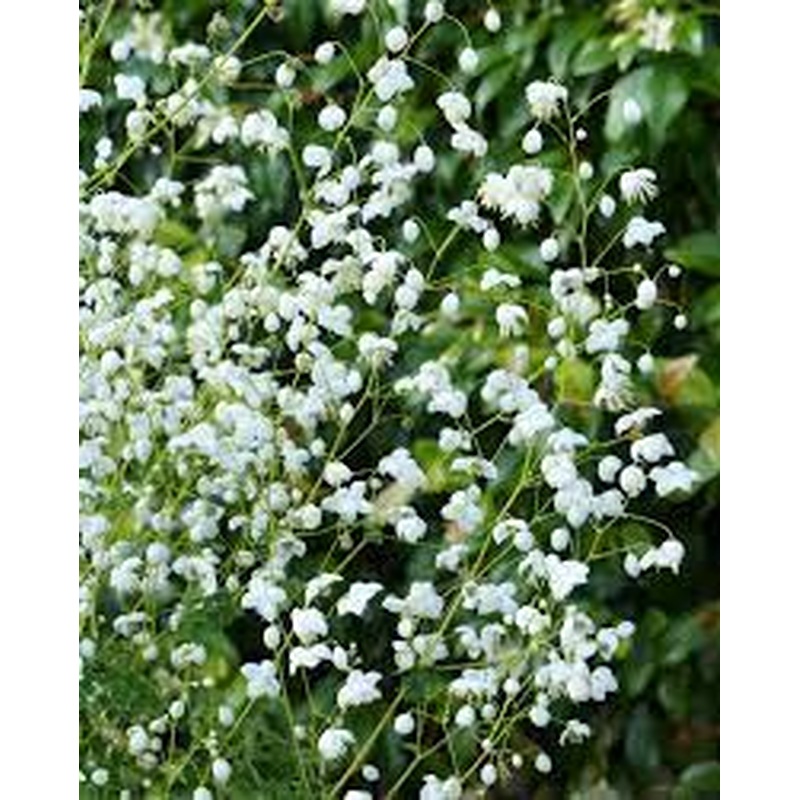 THALICTRUM Splendide White