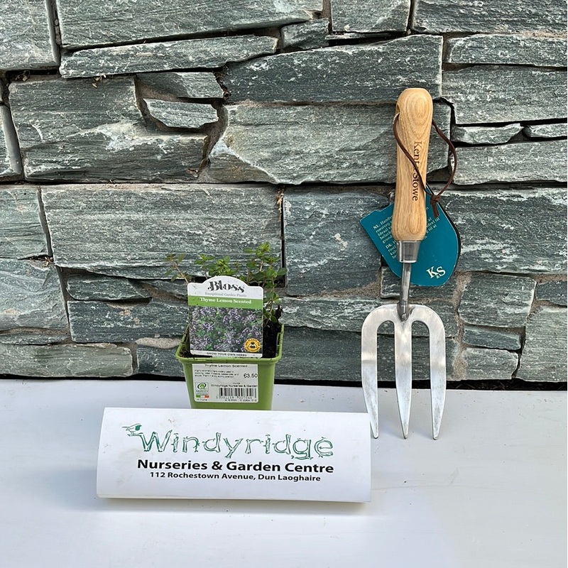 Thyme Lemon Scented 9cm