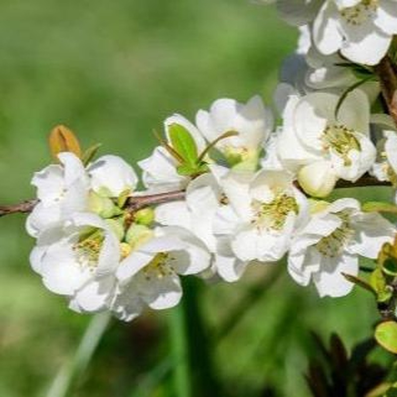 Chaenomeles Jet Trail