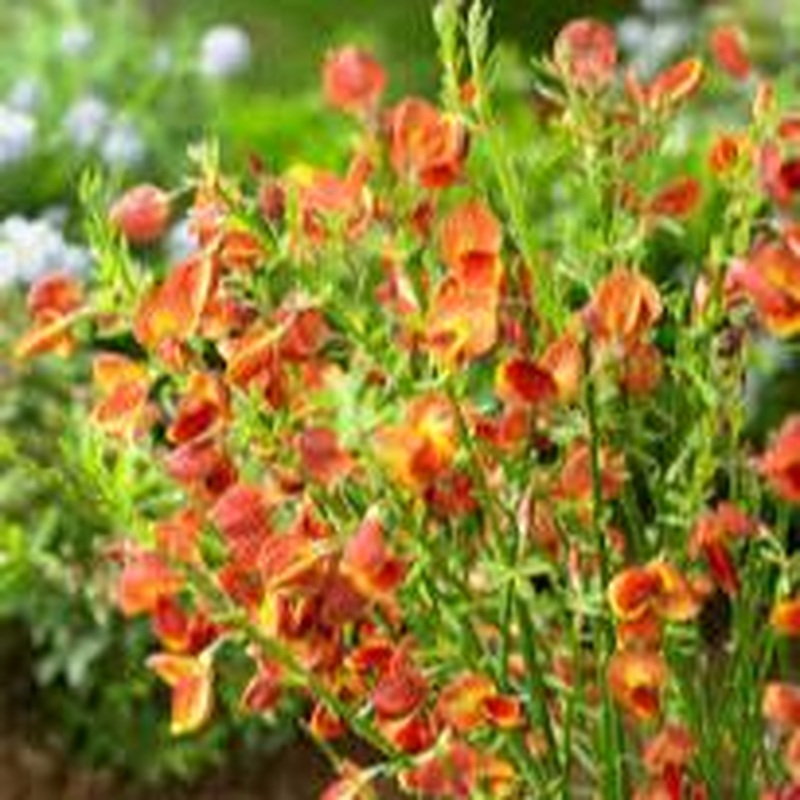 Cytisus Lena