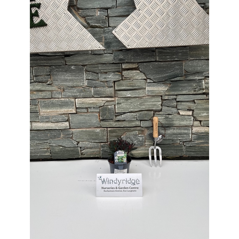 EUPHORBIA Miner s Merlot