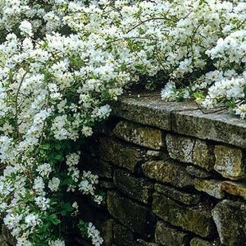 Exochorda mac. The Bride