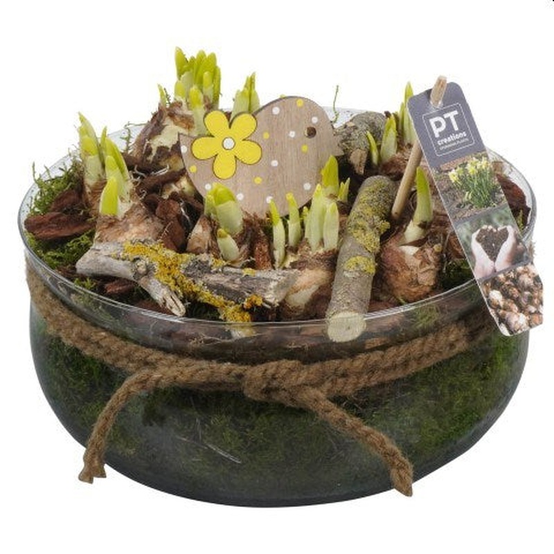 Narcissus arrangement  23 cm glass pot