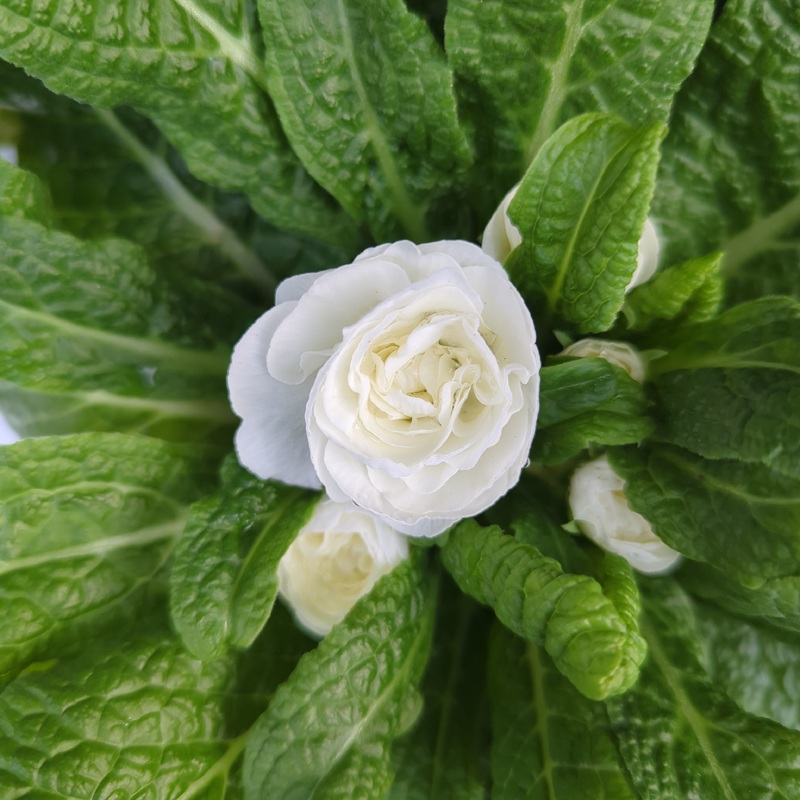 Primula belarina White