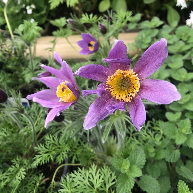 Pulsatilla vulgaris Violet Blue