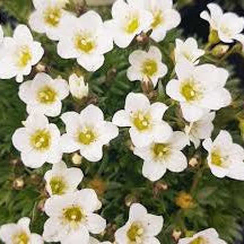 Saxifraga White 3 Ltr
