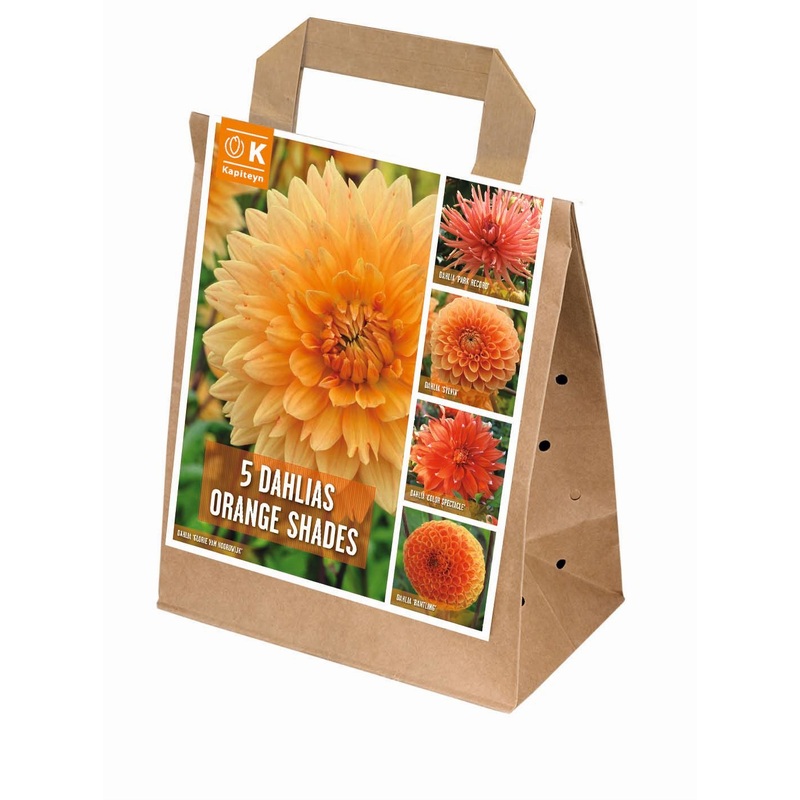 100 DAYS DAHLIA BLOOMS SHADES OF ORANGE x 5