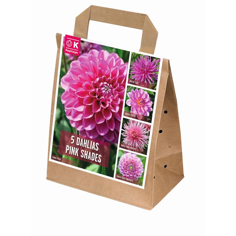 100 DAYS DAHLIA BLOOMS SHADES OF PINK x 5