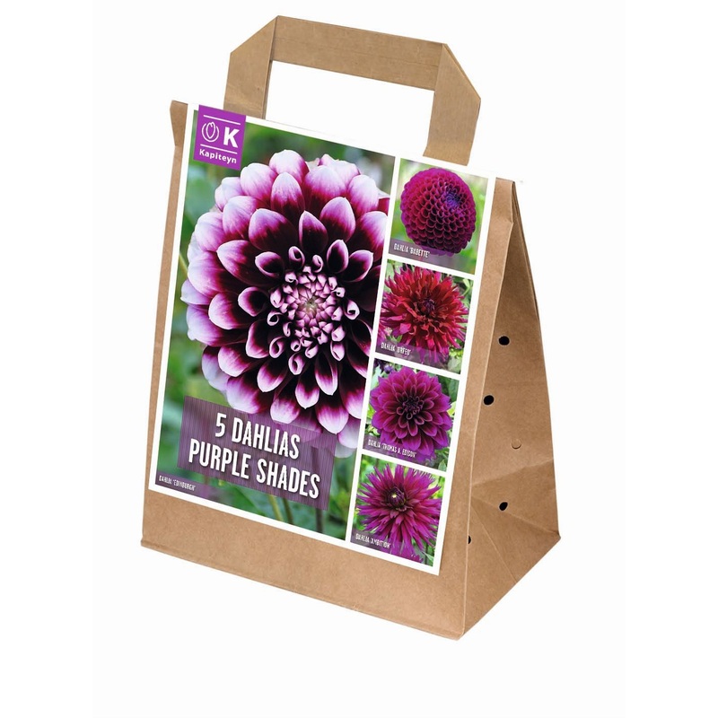 100 DAYS DAHLIA BLOOMS SHADES OF PURPLE x 5