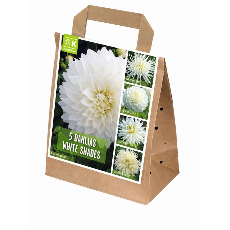 100 DAYS DAHLIA BLOOMS SHADES OF WHITE x 5