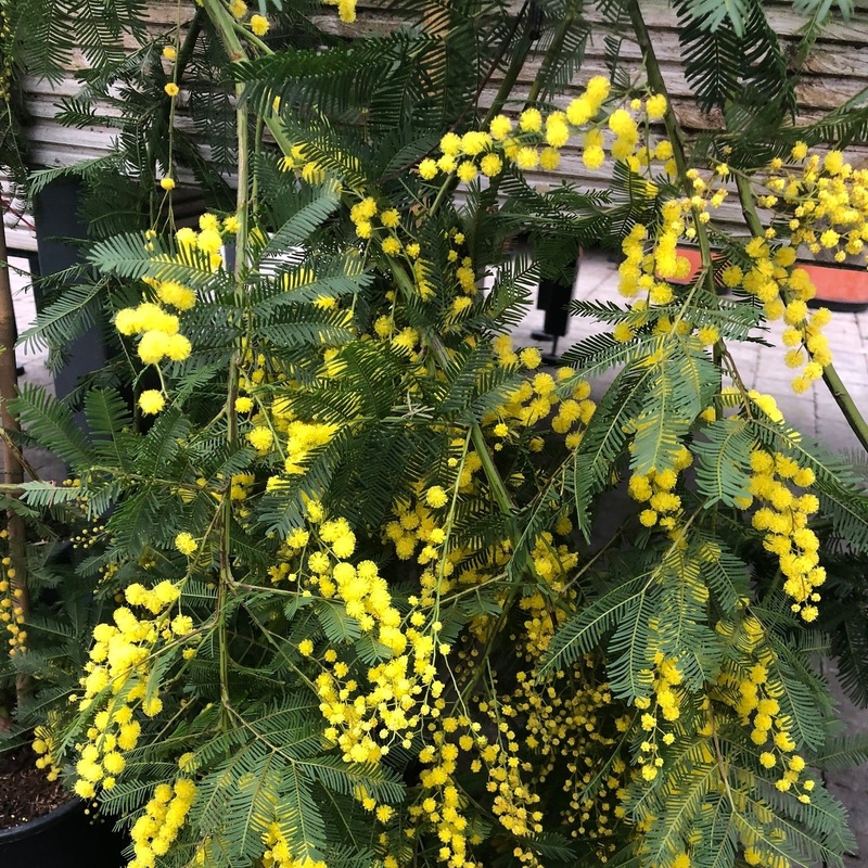 ACACIA dealbata Les Gaulois