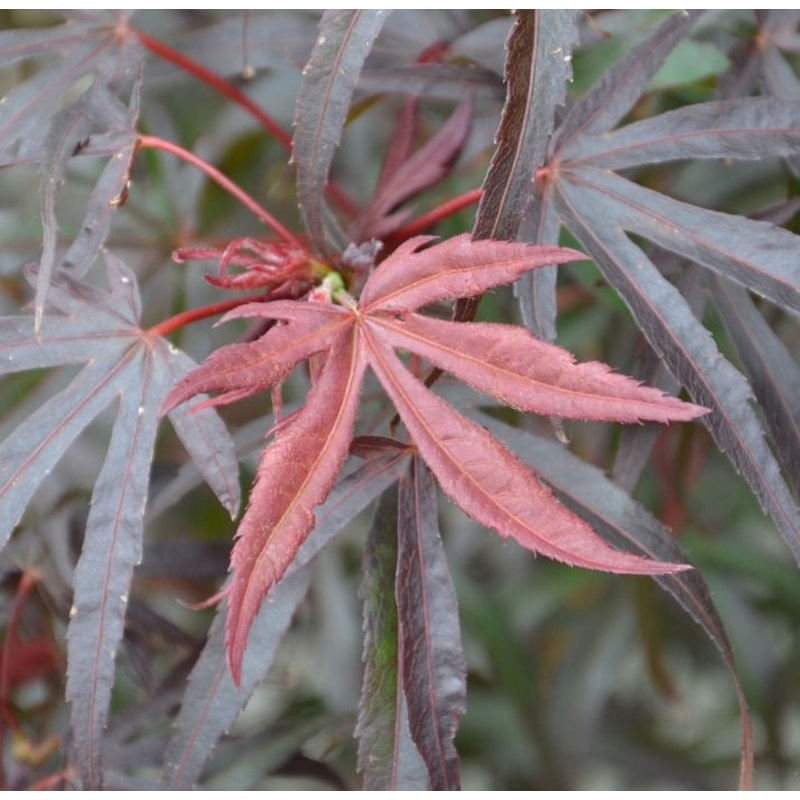 Acer pal. Pev Dave (60-80 cm 10L)