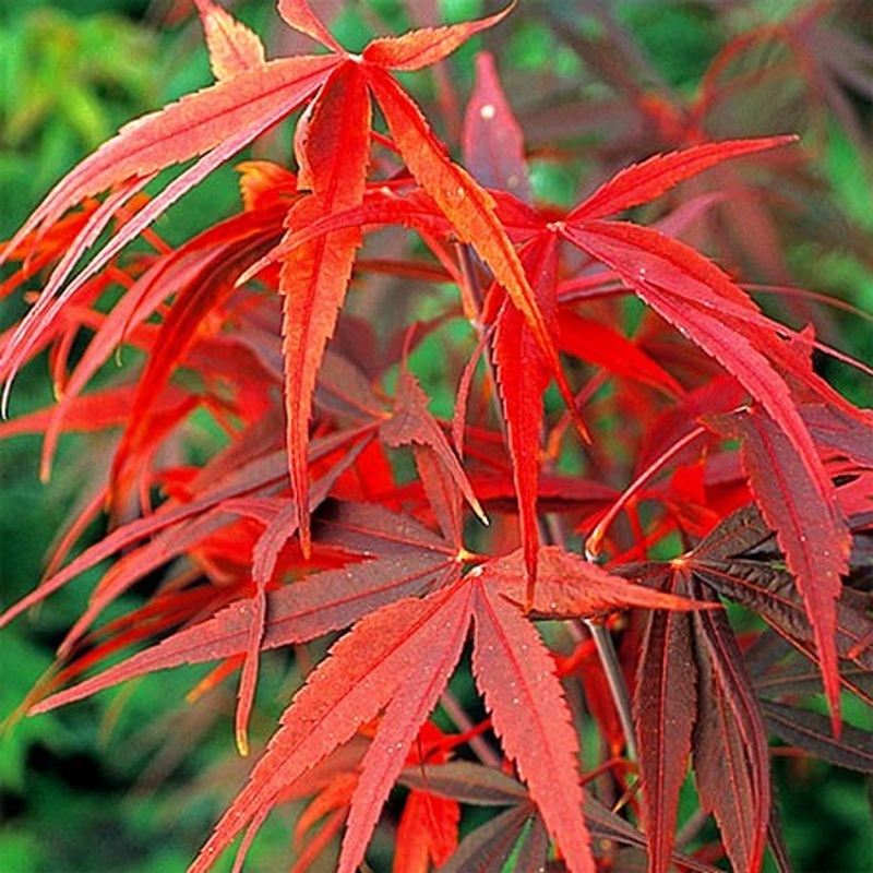 Acer pal. Red Pygmy (150-175 cm 25L)