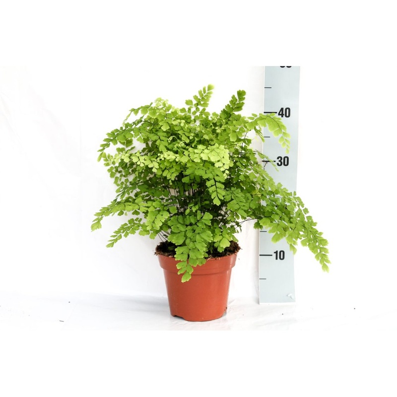 Adiantum raddianum Fragans  P17