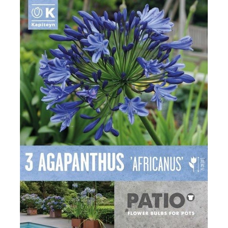 AGAPANTHUS AFRICANUS x 3