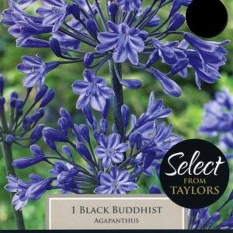 AGAPANTHUS BLACK BUDDHIST x 1