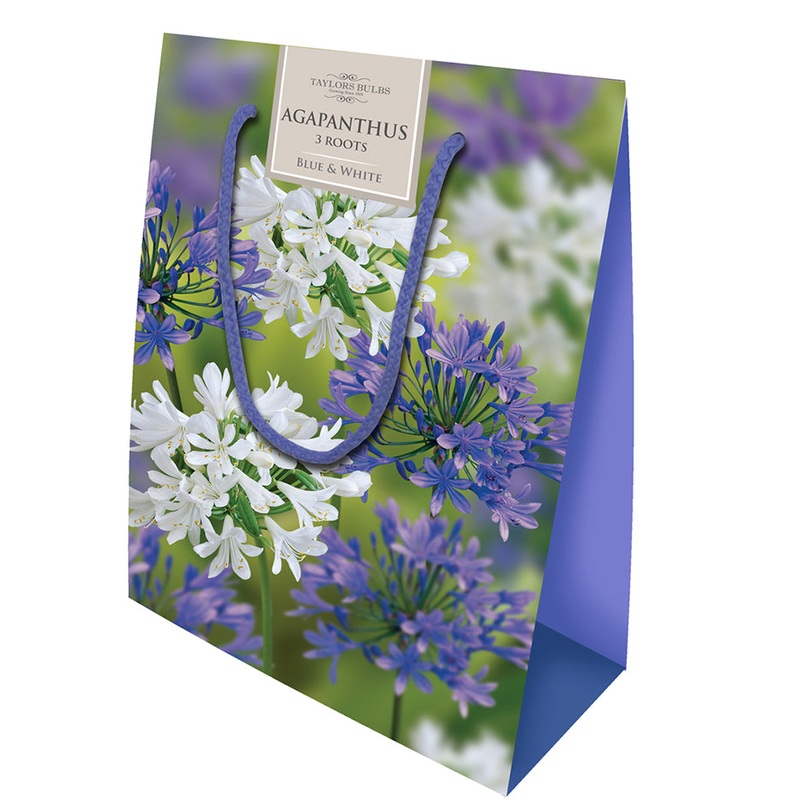 AGAPANTHUS COLLECTION X 3