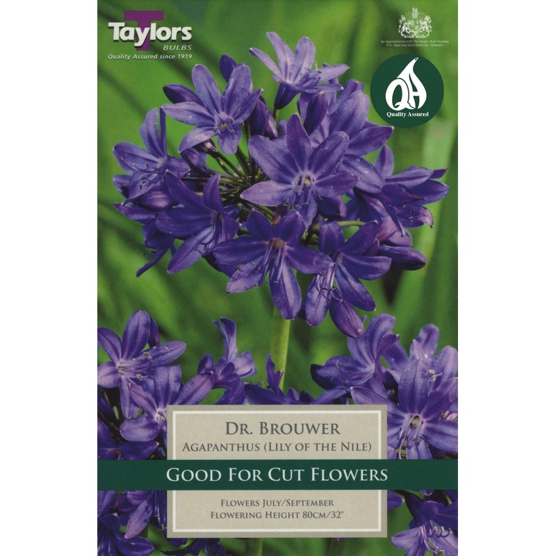 AGAPANTHUS DR. BROUWER 1-2 EYES X 1