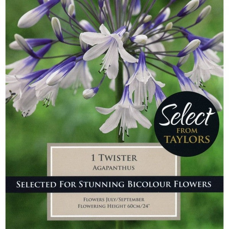 AGAPANTHUS TWISTER X 1