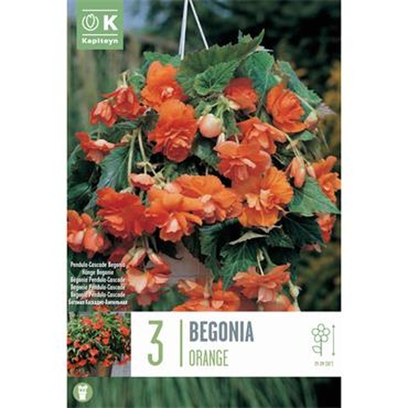 BEGONIA PENDULA CASCADE ORANGE x 3