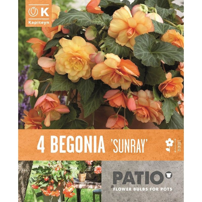 BEGONIA SUNRAY x 4