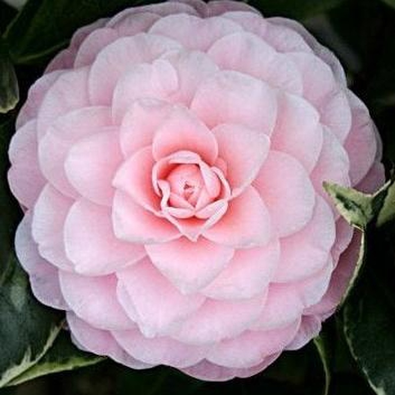 Camellia jap. Nuccios Cameo