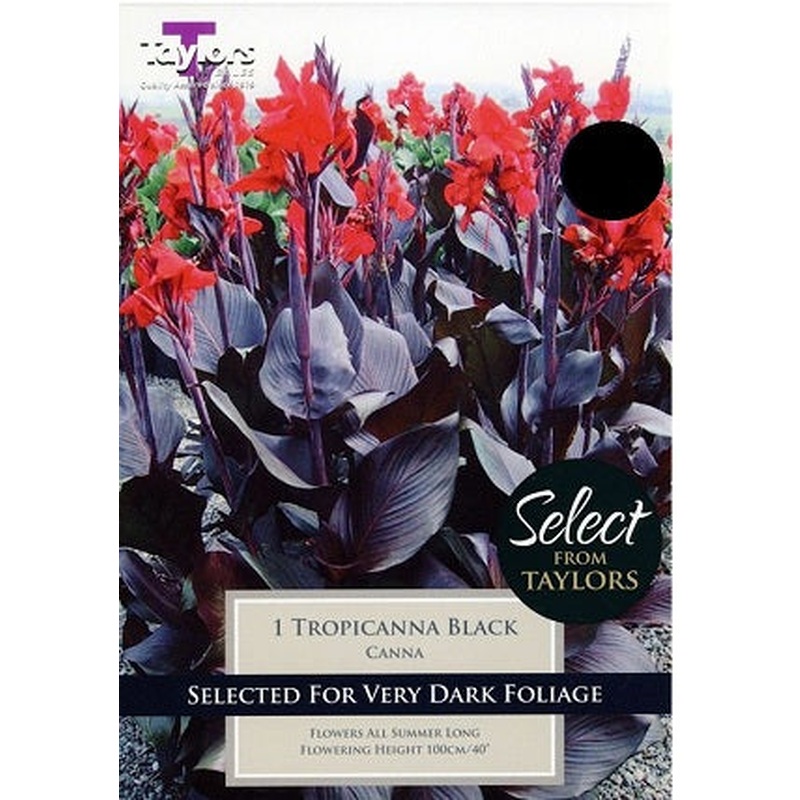 CANNA TROPICANNA BLACK X 1