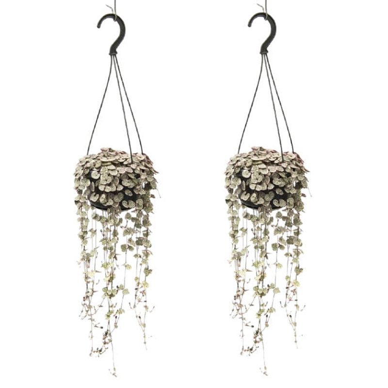 Ceropegia woodii Variegata  P14 - hanging pot