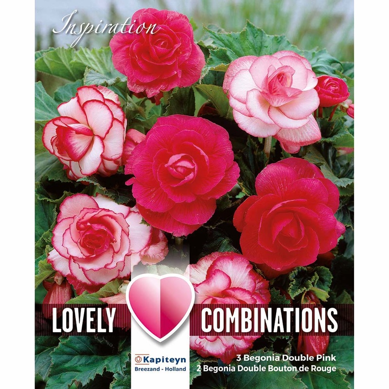 COMBI BEGONIA PINK & WHITE x 5