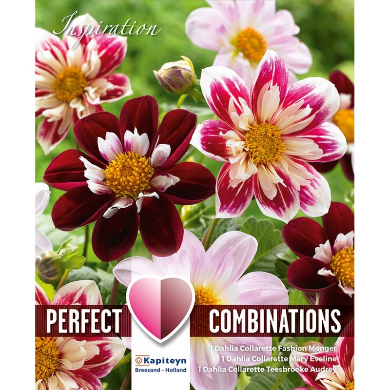 COMBI DAHLIA COLORETTE RED & WHITE BICOLOR x 3