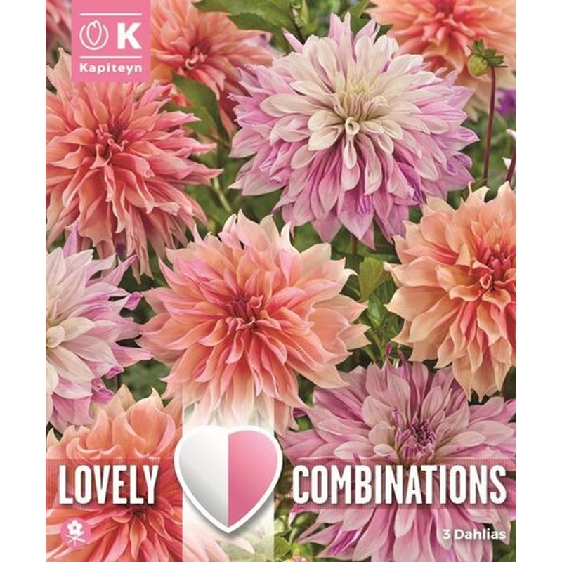 COMBI DAHLIA DEC PASTEL PAINT x 3