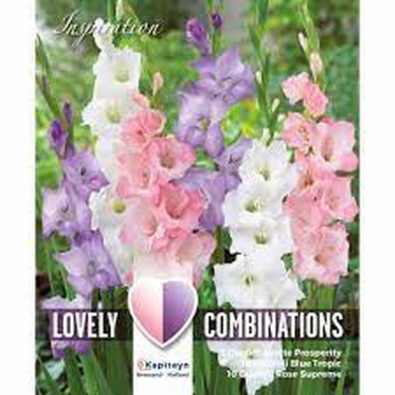COMBI GLADIOLUS WHITE BLUE & PINK x 25