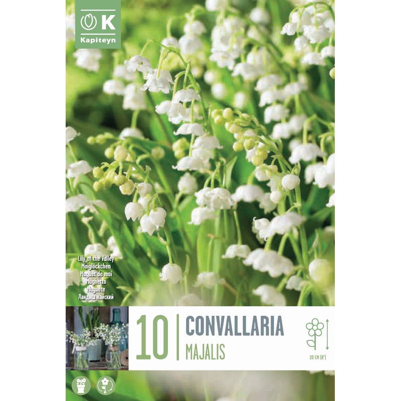 CONVALLARIA MAJALIS x 5
