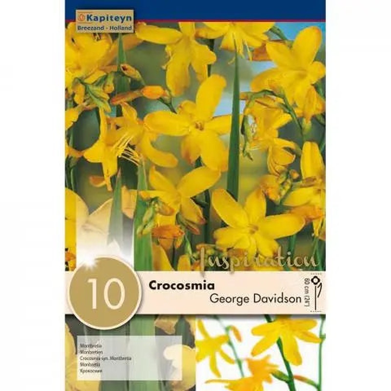 CROCOSMIA GEORGE DAVISON x 10