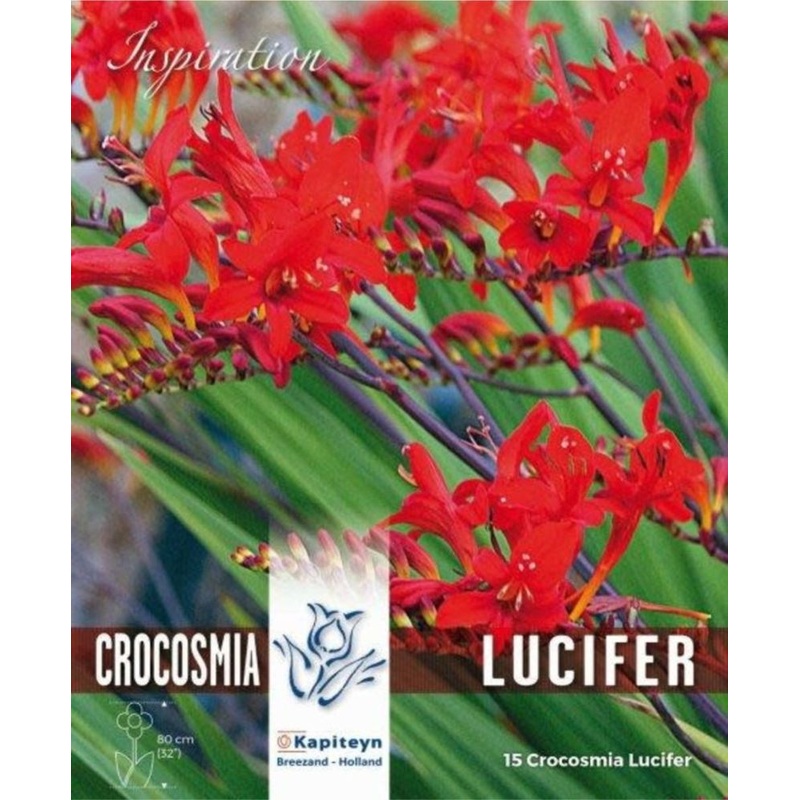 CROCOSMIA LUCIFER x 15