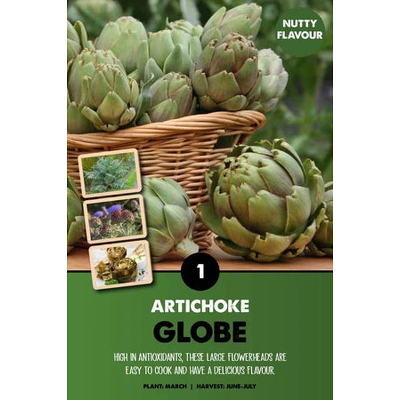 CYNARA SCOLYMUS ARTICHOKE  BIO x 1