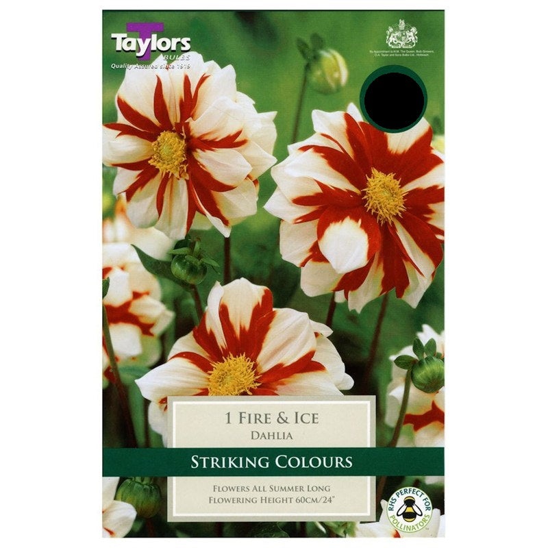 DAHLIA FIRE AND ICE X 1