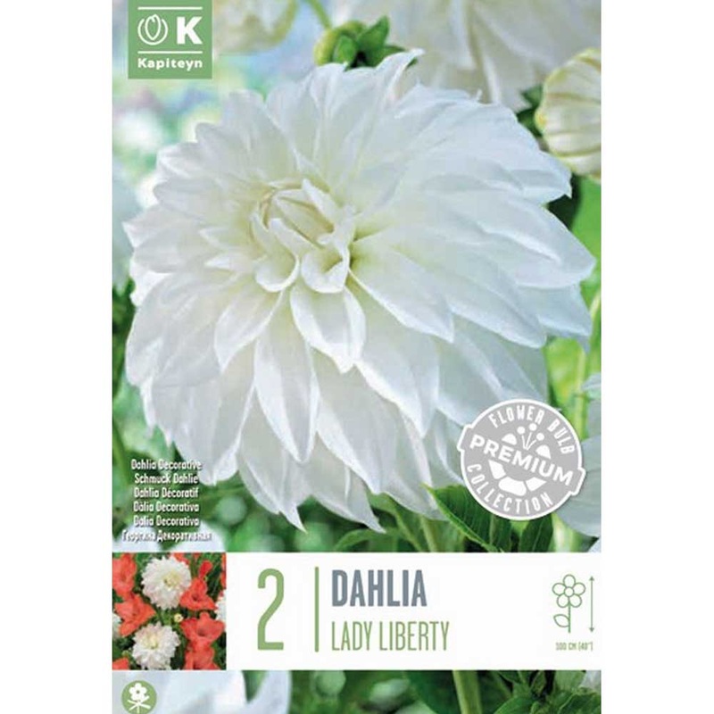 DAHLIA LADY LIBERTY x 2